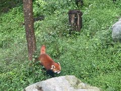 -都江堰中华大熊猫苑