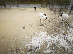 -盐城丹顶鹤湿地生态旅游区