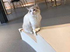 -飞行喵MR PILOT|猫舍·猫咖(静安大融城店)
