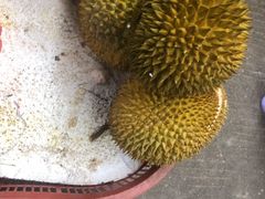 -三亚新鸿港水果一级批发市场