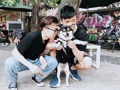 -柴犬高等学院·狗咖·柴犬售卖·宠物训练