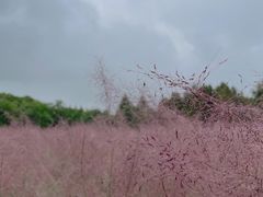 -同里国家湿地公园