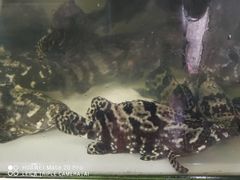 -八方海味餐厅