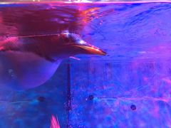 -芜湖新华联大白鲸海洋公园