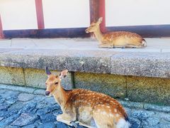 -奈良公园