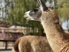 -鄂尔多斯野生动物园