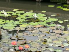 -五缘湾湿地公园