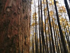 -山王坪喀斯特国家生态公园