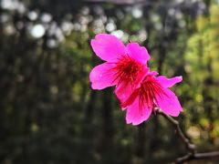 -广州市白云山风景名胜区