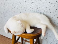 -有猫主题·治愈系猫咖(曾厝垵店)