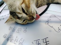 -瑞派康怡24h宠物医院·犬猫医疗中心·微创绝育(瑞景分院)