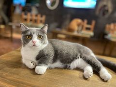 -猫猫幼稚园·撸猫·桌游·电玩