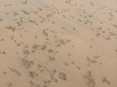 -日照海滨国家森林公园