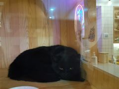-滚猫咖啡·猫咖·猫友好撸猫(未来城店)