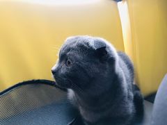 -谐和贝康宠物医院24小时·宠保定点(急重症转诊中心)