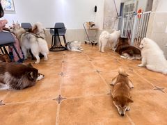 -Let's go狗咖·猫咖·奶狗·桌游(春熙路IFS店)
