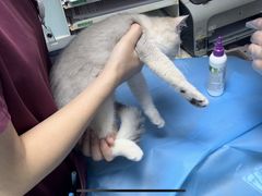 -纳吉亚猫专科动物诊疗中心(蒋宅口分院)