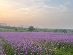 -花博汇(知音花月夜)