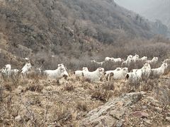 -白草畔自然风景区