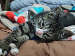 -瑞鹏宠物医院犬猫全科(真大分院)