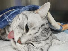 -达爱动物医院·犬猫分区·CT·复杂眼科(远洋山水分院)