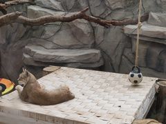-青藏高原野生动物园