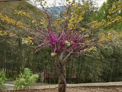 -藏龙百瀑风景区