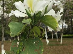 -广州国际生物岛山地公园揽胜园