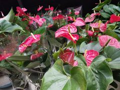 -金科花卉市场