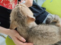 -艾吉宠物医院·疑难杂症转诊中心·猫友好(碧江路院)