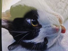 -瑞派康怡24h宠物医院·犬猫医疗中心·微创绝育(瑞景分院)