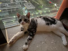 -小猫来了·猫舍(红山六九七九店)