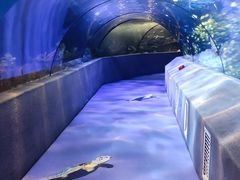 -太平洋海底世界