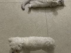 -芭比堂动物医院广州顽皮分院