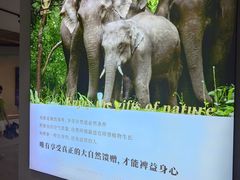 -野象谷景区