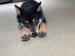 -逗柴咖啡屋·狗咖猫咖宠物桌游