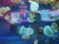 -左海海底世界