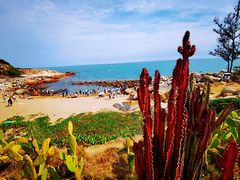 -广东惠东海龟国家级自然保护区