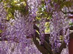 -嘉定紫藤园