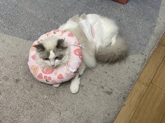 -艾贝尔宠物医院·24H转诊中心·肿瘤猫专科(江宁双龙店)