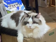 -白兔子密室(长寿路店)