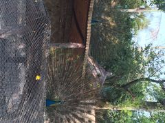 iphone_upload_pic-百鸟园