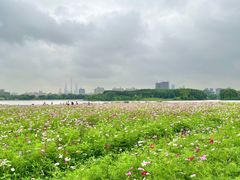 -海珠湖公园