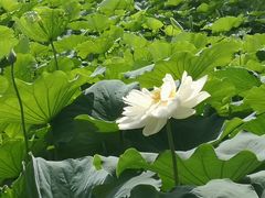 -莲花池公园
