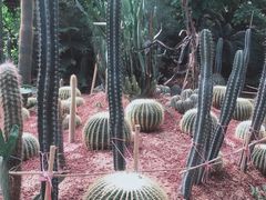 -北京呀路古热带植物园