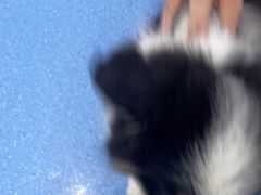 -天使宠物医院·犬猫分诊(彩虹店)