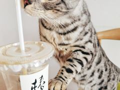 -椿树咖啡