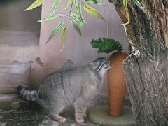 -青藏高原野生动物园