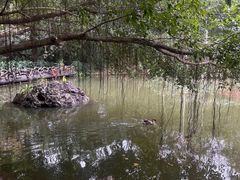 -呀诺达热带雨林