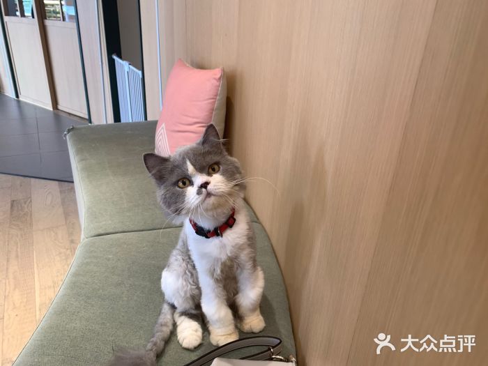 CAT’S MEWSTAR CAFE·喵星球猫屋(晴湾咖啡店)图片